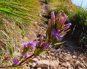 35 Gentianella anisodonta - Genzianella anisodonta baciata dal sole